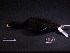  ( - 2002-0143)  @11 [ ] Copyright (2015) Takema  Saitoh Yamashina Institute for Ornithology