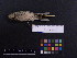  ( - 2006-5374)  @12 [ ] Copyright (2015) Takema  Saitoh Yamashina Institute for Ornithology