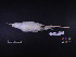  (Phaethon lepturus - 2009-0882)  @11 [ ] Copyright (2015) Takema Saitoh Yamashina Institute for Ornithology