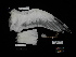  ( - 2011-0138)  @11 [ ] Copyright (2015) Takema Saitoh Yamashina Institute for Ornithology