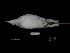  ( - 2011-1578)  @11 [ ] Copyright (2015) Takema Saitoh Yamashina Institute for Ornithology