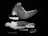  (Rissa brevirostris - 2012-0714)  @11 [ ] Copyright (2015) Takema Saitoh Yamashina Institute for Ornithology