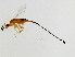  ( - MIC-PHI.EME-HN-1)  @14 [ ] CreativeCommons - Attribution (2008) Unspecified Centre for Biodiversity Genomics