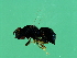  ( - MIC-WAL.1-HN-2)  @12 [ ] CreativeCommons - Attribution (2008) Unspecified Centre for Biodiversity Genomics