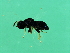  ( - MIC-WAL.1-HN-3)  @13 [ ] CreativeCommons - Attribution (2008) Unspecified Centre for Biodiversity Genomics