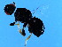  ( - MIC-WAL.1-HN-5)  @12 [ ] CreativeCommons - Attribution (2008) Unspecified Centre for Biodiversity Genomics