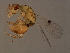  ( - MIC-SPH.12M-HN-2)  @13 [ ] CreativeCommons - Attribution (2008) Unspecified Centre for Biodiversity Genomics
