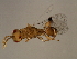  ( - MIC-SPH.11M-HN-1)  @12 [ ] CreativeCommons - Attribution (2008) Unspecified Centre for Biodiversity Genomics