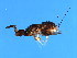  ( - BEN-EUP.1-YN-1)  @13 [ ] CreativeCommons - Attribution (2008) Unspecified Centre for Biodiversity Genomics