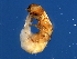  ( - BEN-M.0-YN-4)  @12 [ ] CreativeCommons - Attribution (2008) Unspecified Centre for Biodiversity Genomics