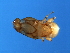  ( - BEN-M.0-YN-5)  @12 [ ] CreativeCommons - Attribution (2008) Unspecified Centre for Biodiversity Genomics