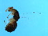  ( - BEN-SBI.1-YN-1)  @12 [ ] CreativeCommons - Attribution (2008) Unspecified Centre for Biodiversity Genomics