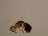  ( - BEN-SBI.1-HN-5)  @12 [ ] CreativeCommons - Attribution (2008) Unspecified Centre for Biodiversity Genomics