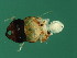  (Micranisa sp. 1-BEN - BEN-M.2-HN-5)  @13 [ ] CreativeCommons - Attribution (2008) Unspecified Centre for Biodiversity Genomics