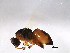  ( - ALT-ACO.1-YN-1)  @11 [ ] CreativeCommons - Attribution (2008) Unspecified Centre for Biodiversity Genomics