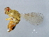  (Eufroggattisca M1-GLA - GLA-ESA.M1-HN-2)  @13 [ ] CreativeCommons - Attribution (2008) Unspecified Centre for Biodiversity Genomics