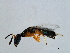  ( - GLA-DIA.1-HN-4)  @14 [ ] CreativeCommons - Attribution (2008) Unspecified Centre for Biodiversity Genomics