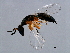  ( - GLA-DIA.1-HN-5)  @13 [ ] CreativeCommons - Attribution (2008) Unspecified Centre for Biodiversity Genomics