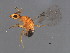  ( - GLA-DIA.M1-HN-4)  @13 [ ] CreativeCommons - Attribution (2008) Unspecified Centre for Biodiversity Genomics