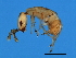  (Camarothorax - GLA-M.9-GD-2)  @11 [ ] CreativeCommons - Attribution (2008) Unspecified Centre for Biodiversity Genomics