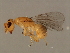  (Acophila sp. 2-SUP - SUP-M.10-HN-1)  @14 [ ] CreativeCommons - Attribution (2008) Unspecified Centre for Biodiversity Genomics