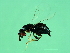  ( - VIR-WAL.1-HN-8)  @13 [ ] CreativeCommons - Attribution (2008) Unspecified Centre for Biodiversity Genomics