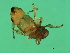  ( - VIR-M.3-HN-1)  @13 [ ] CreativeCommons - Attribution (2008) Unspecified Centre for Biodiversity Genomics
