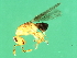  (Acophila sp. 1-VIR - VIR-M.10-HN-3)  @13 [ ] CreativeCommons - Attribution (2008) Unspecified Centre for Biodiversity Genomics