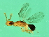  ( - VIR-M.10-HN-4)  @12 [ ] CreativeCommons - Attribution (2008) Unspecified Centre for Biodiversity Genomics