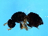  ( - VIR-ACO.1-GZ-1)  @11 [ ] CreativeCommons - Attribution (2008) Unspecified Centre for Biodiversity Genomics