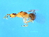  ( - VIR-M.10-GZ-1)  @11 [ ] CreativeCommons - Attribution (2008) Unspecified Centre for Biodiversity Genomics