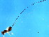  (Idarnes sp - VIR-PLA.1-GD-5)  @11 [ ] CreativeCommons - Attribution (2008) Unspecified Centre for Biodiversity Genomics