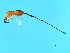  (Philotrypesis sp. 1-VAS - VAS-PHI.1-HN-3)  @14 [ ] CreativeCommons - Attribution (2008) Unspecified Centre for Biodiversity Genomics