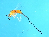  ( - VAS-PHI.1-HN-5)  @13 [ ] CreativeCommons - Attribution (2008) Unspecified Centre for Biodiversity Genomics