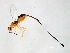  (Philotrypesis pilosa-HIS - HIS-PHI.PIL-HN-3)  @14 [ ] CreativeCommons - Attribution (2008) Unspecified Centre for Biodiversity Genomics
