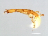  (Apocrypta M1-HIS - HIS-APO.M1-HN-2)  @13 [ ] CreativeCommons - Attribution (2008) Unspecified Centre for Biodiversity Genomics