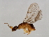  ( - HIS-CER.SOM-YN-5)  @13 [ ] CreativeCommons - Attribution (2008) Unspecified Centre for Biodiversity Genomics