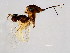  ( - HIS-APO.BAK-YN-5)  @11 [ ] CreativeCommons - Attribution (2008) Unspecified Centre for Biodiversity Genomics