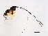  (Apocrypta sp. 1-FIS - FIS-APO.1-HN-1)  @14 [ ] CreativeCommons - Attribution (2008) Unspecified Centre for Biodiversity Genomics