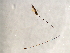  ( - AUR.F-SCA.1-HN-1)  @13 [ ] CreativeCommons - Attribution (2008) Unspecified Centre for Biodiversity Genomics