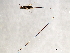  ( - AUR.F-SCA.1-HN-5)  @13 [ ] CreativeCommons - Attribution (2008) Unspecified Centre for Biodiversity Genomics