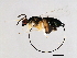  (Apocrypta sp. 1-VAR - VAR-APO.1-HN-1)  @15 [ ] CreativeCommons - Attribution (2008) Unspecified Centre for Biodiversity Genomics