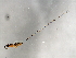  ( - VAR-PEU.2-HN-1)  @12 [ ] CreativeCommons - Attribution (2008) Unspecified Centre for Biodiversity Genomics
