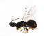 ( - PUM-WIE.PUM-HN-1)  @11 [ ] CreativeCommons - Attribution (2008) Unspecified Centre for Biodiversity Genomics
