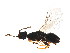  ( - PUM-WIE.PUM-HN-5)  @11 [ ] CreativeCommons - Attribution (2008) Unspecified Centre for Biodiversity Genomics