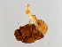  ( - PUM-M.0-HN-3)  @11 [ ] CreativeCommons - Attribution (2008) Unspecified Centre for Biodiversity Genomics