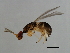  ( - SAG-WIE.FLA-HN-1)  @13 [ ] CreativeCommons - Attribution (2008) Unspecified Centre for Biodiversity Genomics