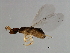  ( - SAG-WIE.FLA-HN-4)  @12 [ ] CreativeCommons - Attribution (2008) Unspecified Centre for Biodiversity Genomics