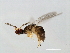  ( - SAG-WIE.FLA-HN-5)  @12 [ ] CreativeCommons - Attribution (2008) Unspecified Centre for Biodiversity Genomics