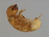  ( - SAG-M.0-HN-1)  @12 [ ] CreativeCommons - Attribution (2008) Unspecified Centre for Biodiversity Genomics